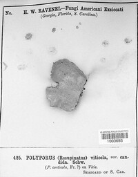 Phellinus viticola image